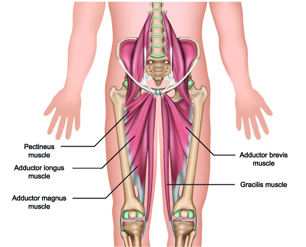 Which muscles are involved in flexion and extension of the leg