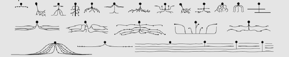 amacrine cells anaxonic neurons