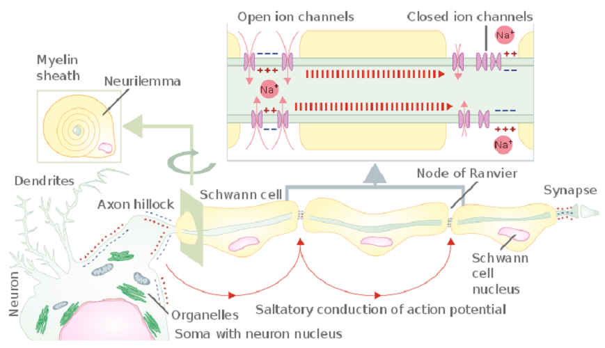 axon hillock action potential nerve cell neuron ion channel