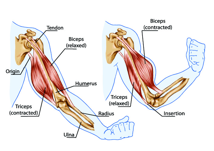 Bicep Curl Joint Pain At Michael Garcia Blog