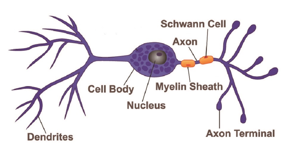 bipolar neuron nerve cell myelinated soma axon dendrite terminal