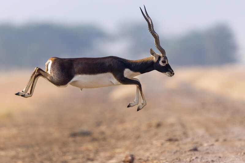 Blackbuck - Facts and Beyond | Biology Dictionary