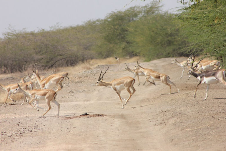 Blackbuck Facts and Beyond Biology Dictionary