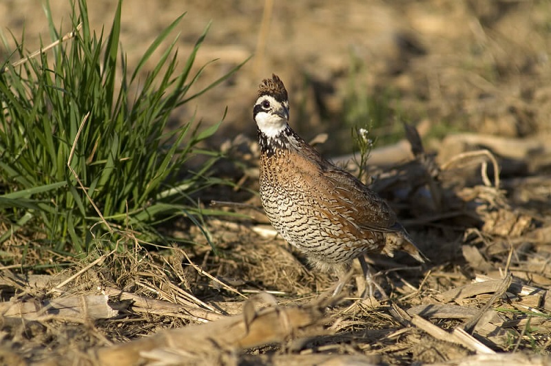 A male bobwhite quail searches for a mate.