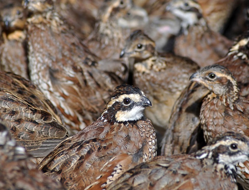 Bobwhite quail can be reproduced in large numbers, seen here at a breeding facility.