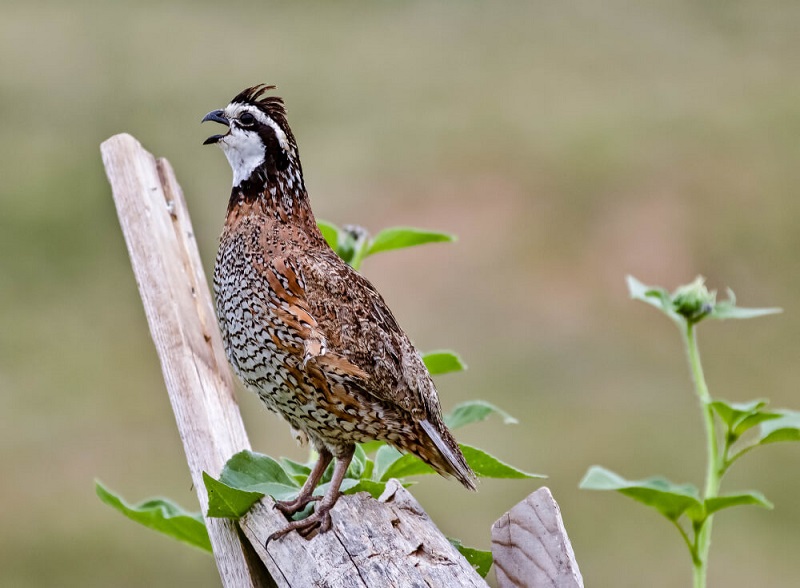 A Bobwhite Quail calls for a mate on top of a fence.