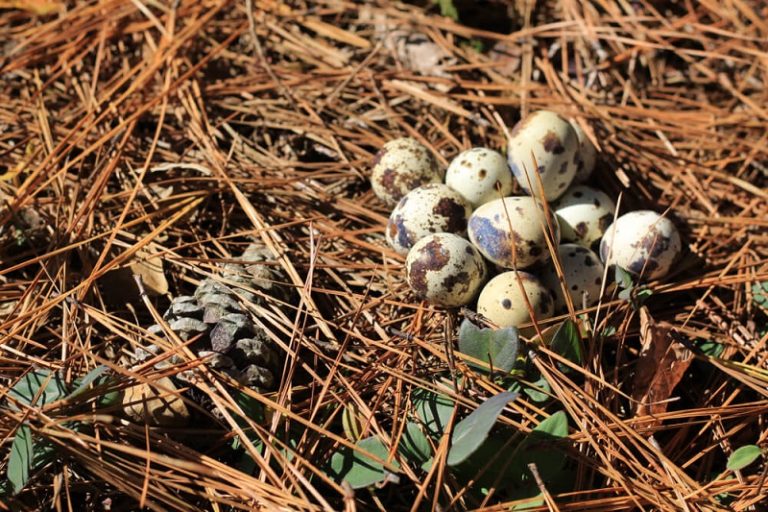 Bobwhite Quail - Facts and Beyond | Biology Dictionary