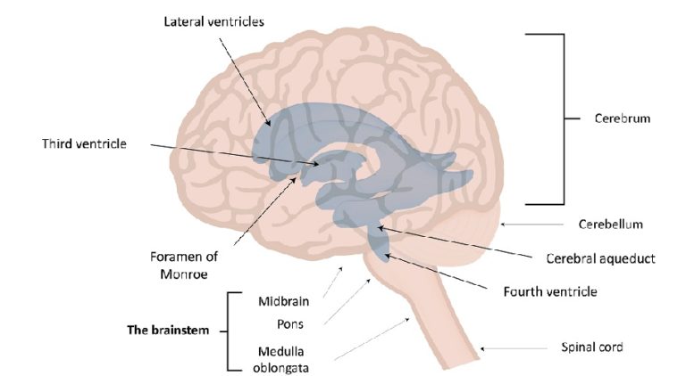 Choroid Plexus - The Definitive Guide | Biology Dictionary