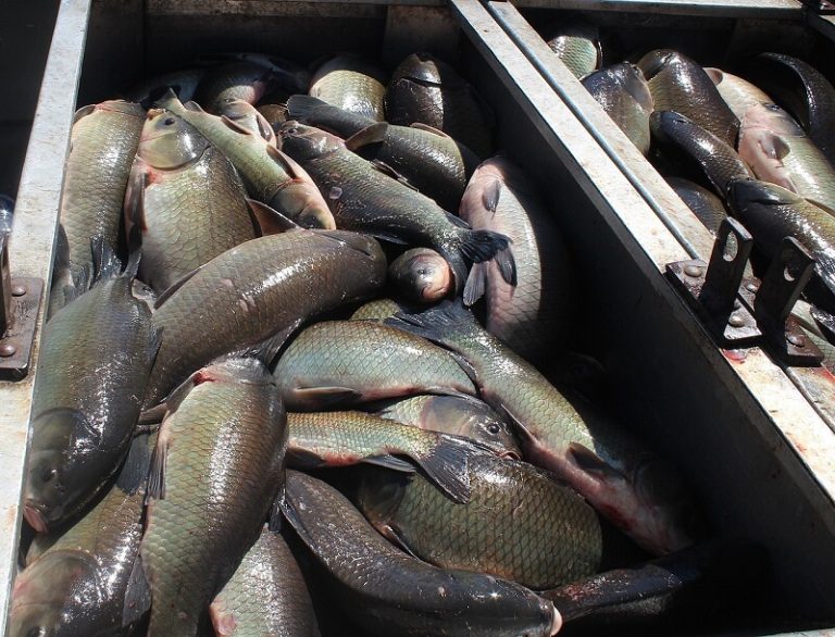 Buffalo Fish Facts and Beyond Biology Dictionary