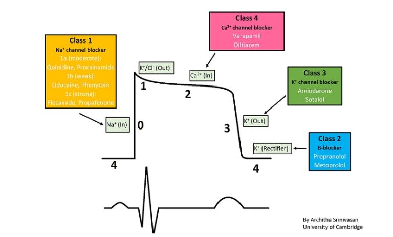 cardiac action potentials usually originate in blank cells