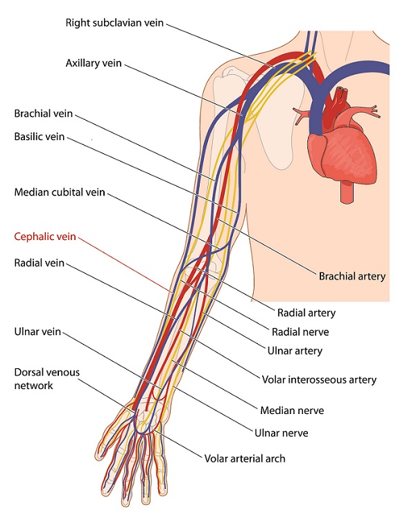 Cephalic Vein The Definitive Guide Biology Dictionary