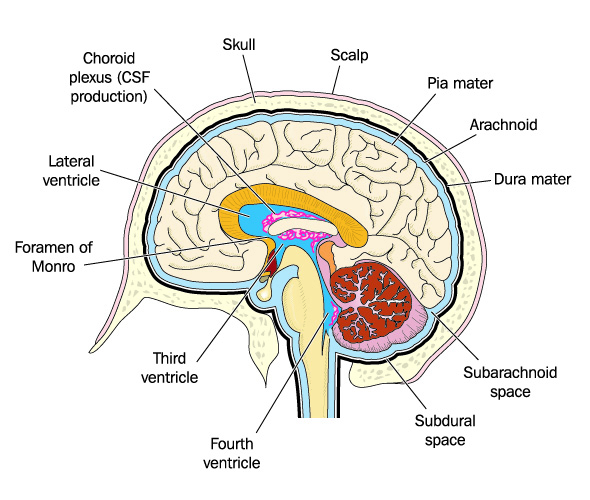 choroid plexus diagram