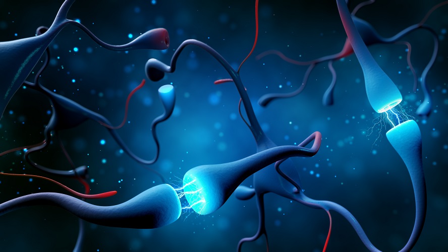 dendrite neuron synapse nerve cell action potential