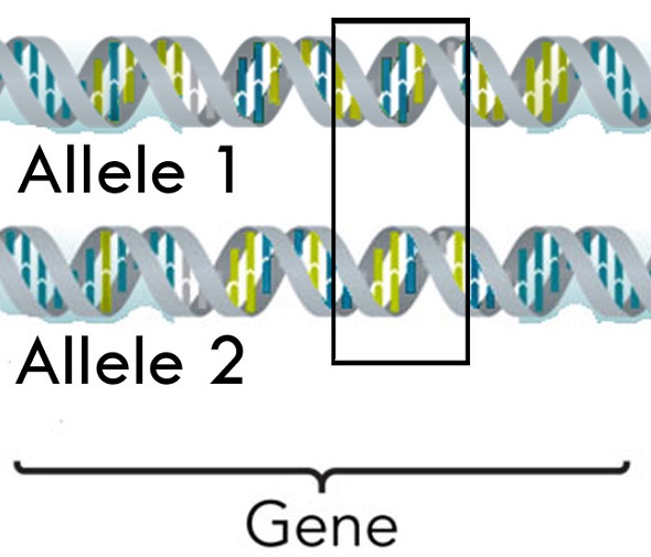 what makes an allele dominant over another