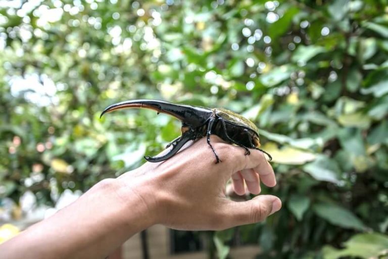 Hercules Beetle Facts and Beyond Biology Dictionary