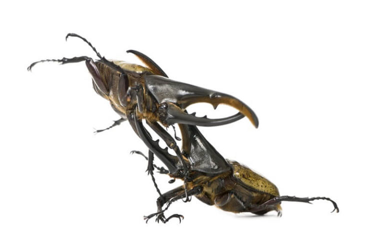 Hercules Beetle Facts And Beyond Biology Dictionary