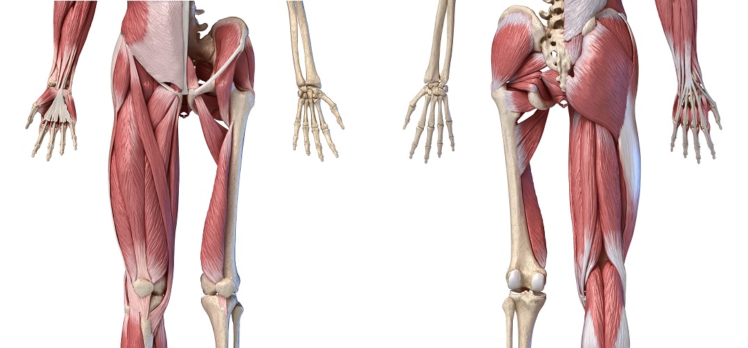 femur anatomy muscles