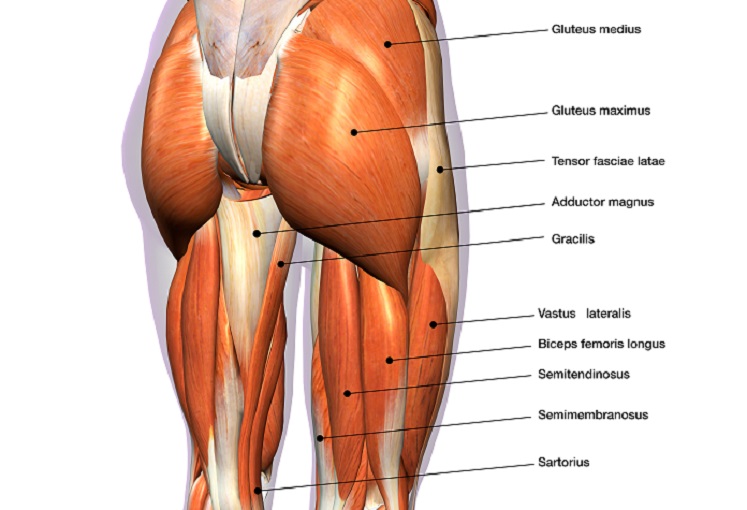 hip flexor muscles diagram