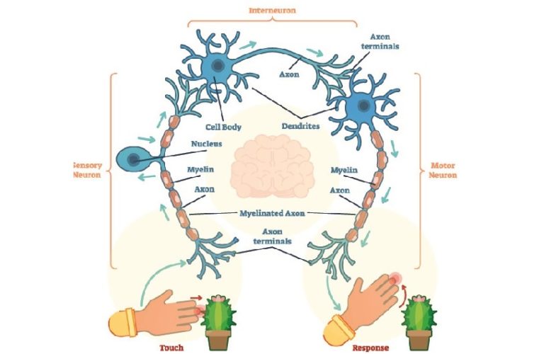 Int Neuron Neuron - The Definitive Guide
