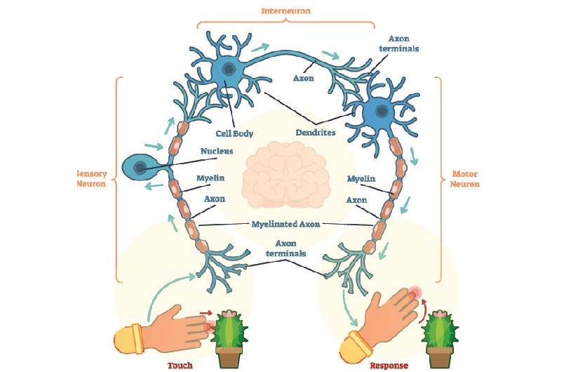 interneuron motor sensory neuron cns pns peripheral central system