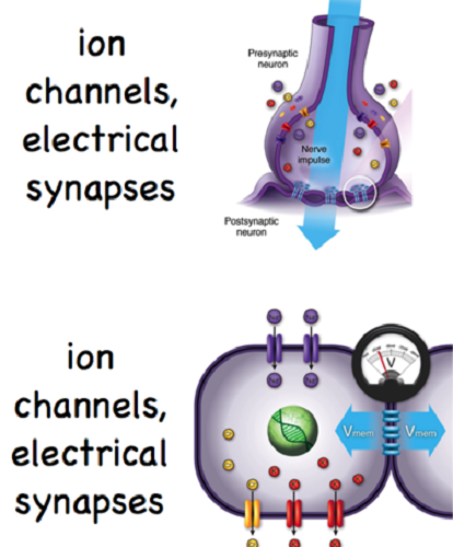 ion channel electrical synapse neuron nerve cell