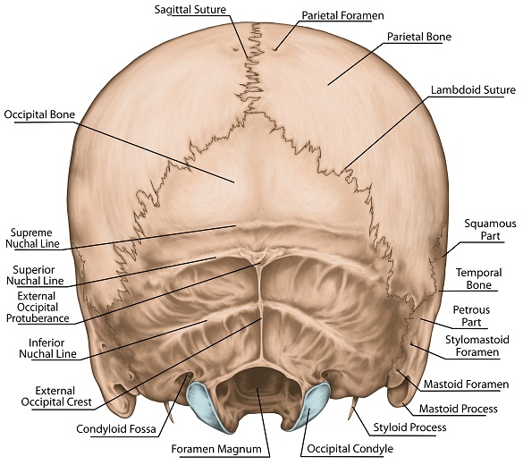 Occipital Bone - The Definitive Guide | Biology Dictionary