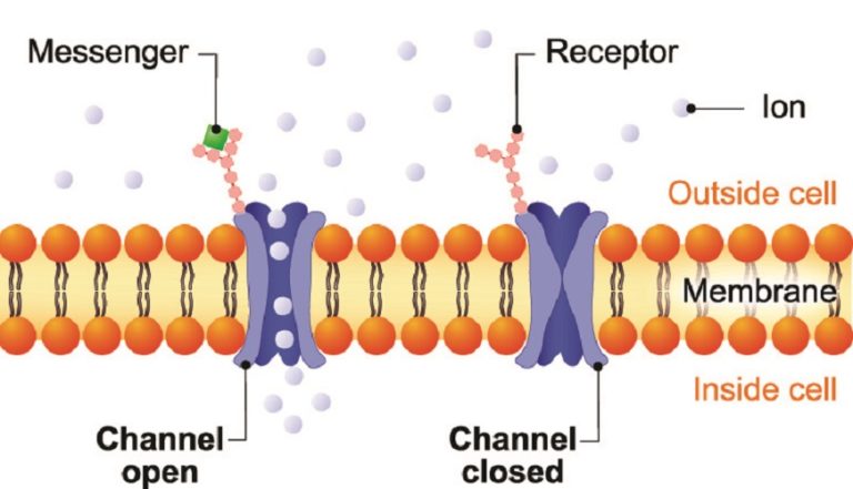 Action Potential - The Definitive Guide | Biology Dictionary