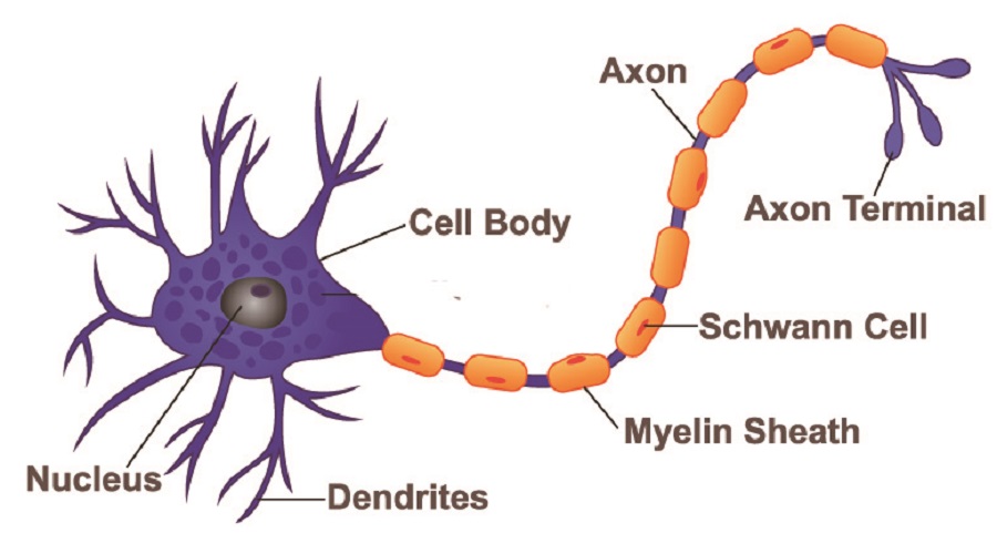 neuron diagram labeled synapse