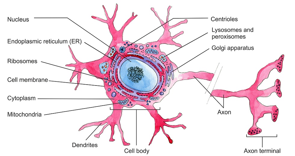 neuron soma diagram axon dendrites terminal cell