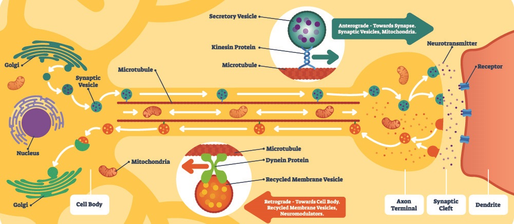 neuron terminal buttons bouchons action potential