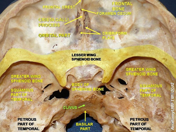 occipital ridge