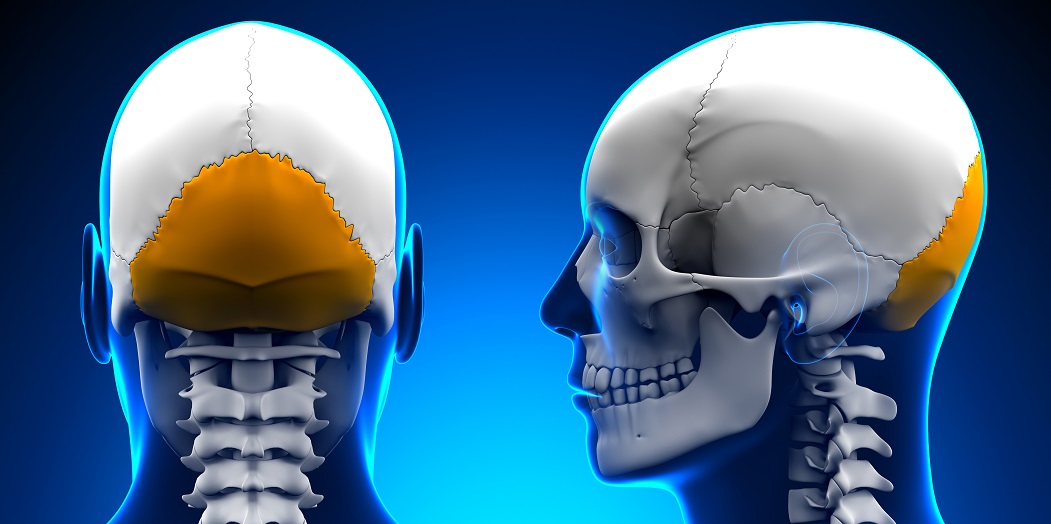 Occipital Bone - The Definitive Guide | Biology Dictionary