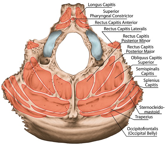 Occipital Bone The Definitive Guide Biology Dictionary 0660