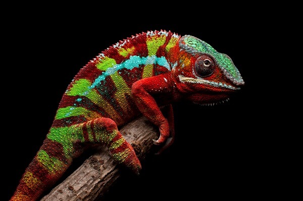 Panther Chameleon – Facts and Beyond | Biology Dictionary