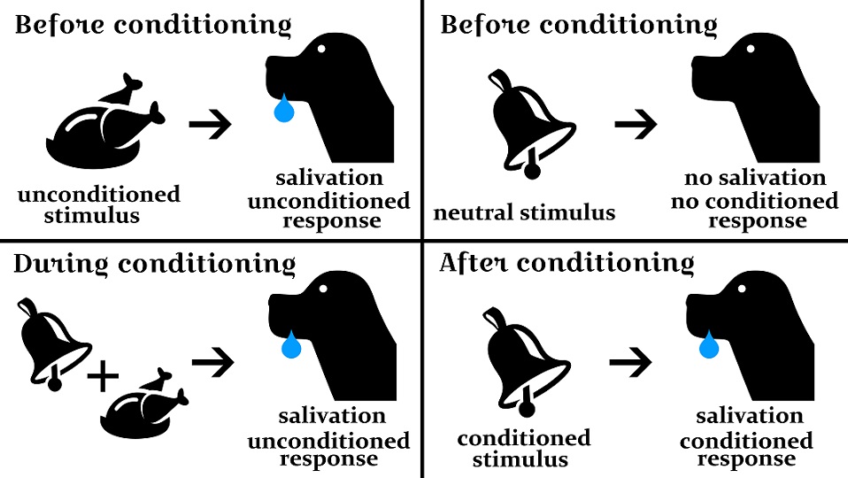 pavlov experiment conditioning