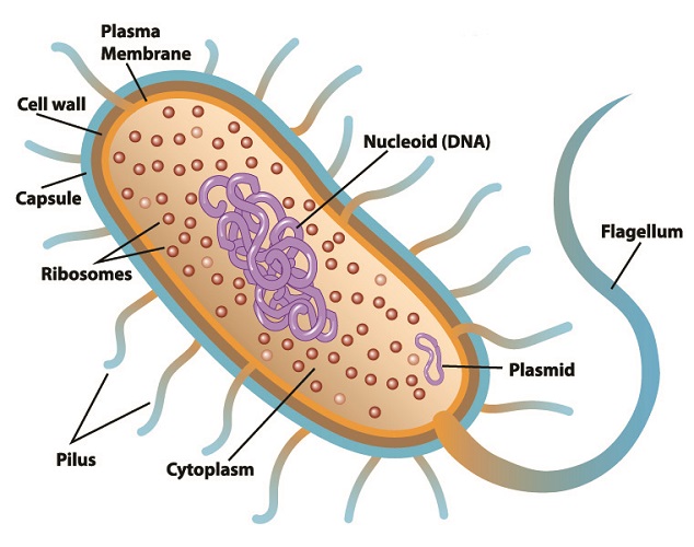 restriction-enzymes-the-definitive-guide-biology-dictionary