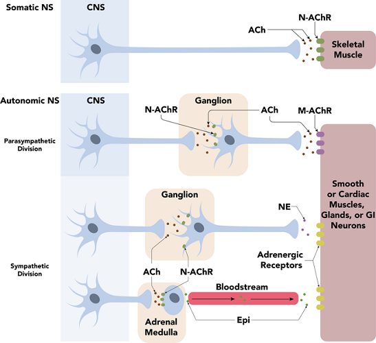 preganglionic postganglionic neurons