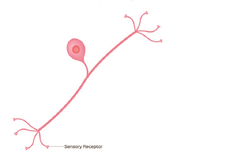 pseudounipolar neuron nerve cell