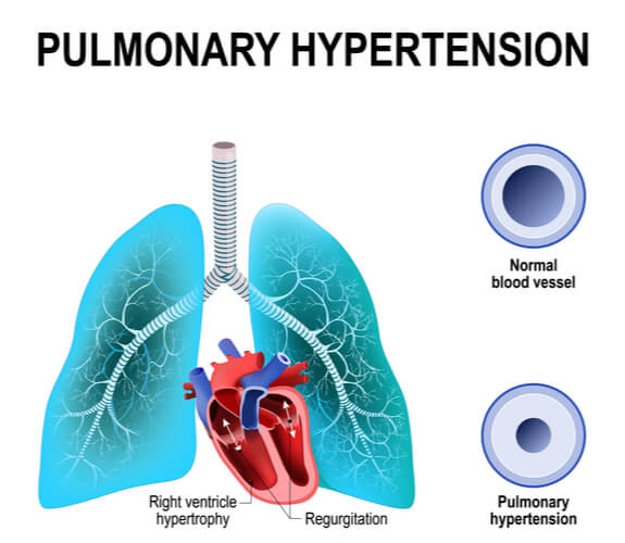 pulmonary-vein-the-definitive-guide-biology-dictionary