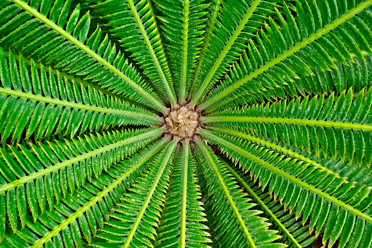 vægt Rummet Konsekvent Radial Symmetry - The Definitive Guide | Biology Dictionary