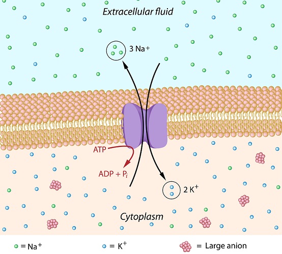 resting potential ion channels cell membrane neuron