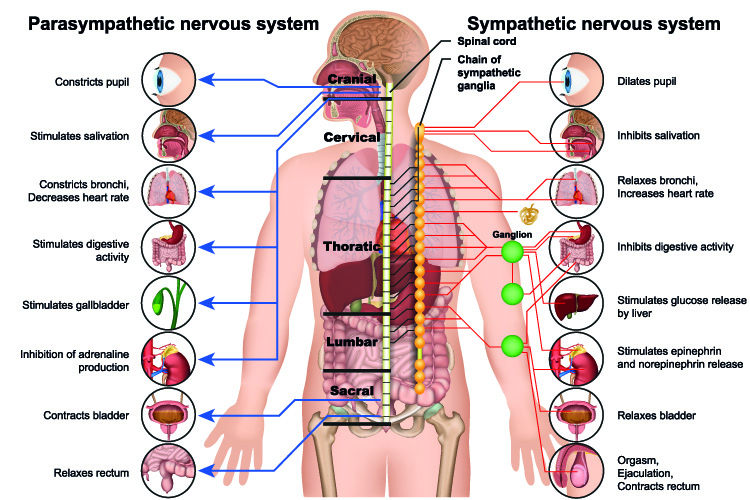 sympathetic parasympathetic nervous system human