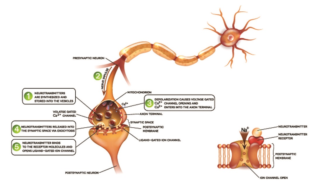 synapse vs axon vs dendrite