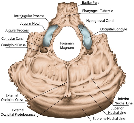 occipital groove