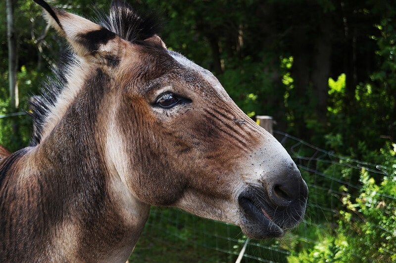 zebra horse donkey hybrid