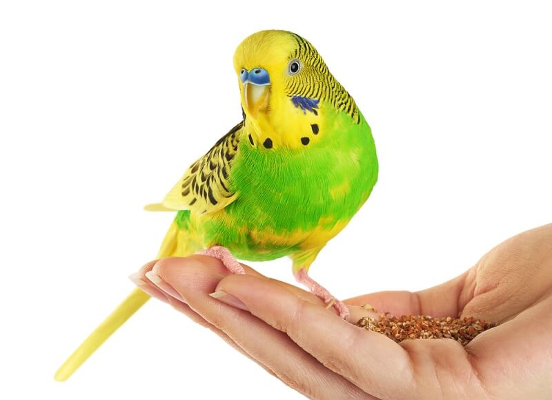 How to use Green Food Budgies parrot