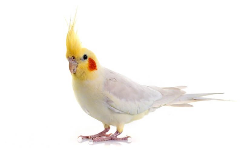 cockatiel bird