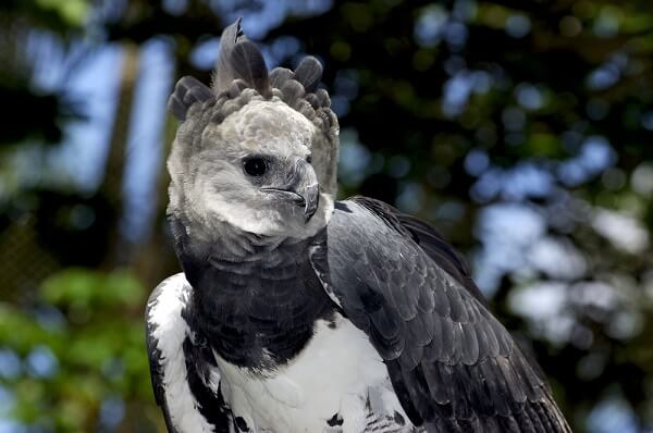 Harpy eagle Harpia harpyja raptor perched on a branch. This large bird of  prey is on the threatened species list Stock Photo - Alamy