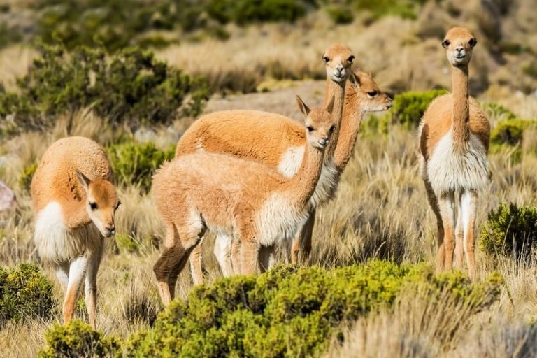 Vicuña - Facts and Beyond | Biology Dictionary