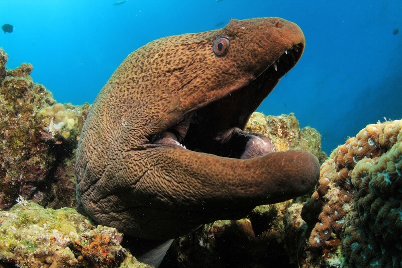 Moray Eel Facts And Beyond Biology Dictionary